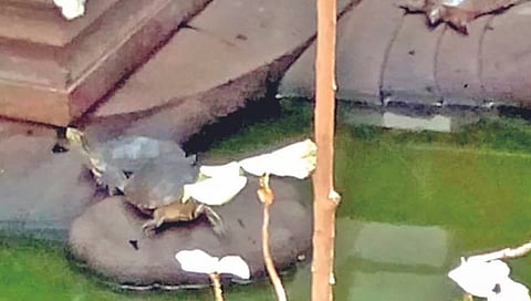 जागतिक कासव दिन विशेष : काशी विश्वेश्वर, मनकर्णिका कुंडात कासव संवर्धन शक्य