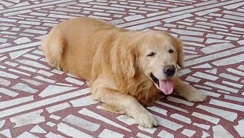 अखेर पी एन पाटलांच्या 'ब्रुनो'ने सोडले प्राण