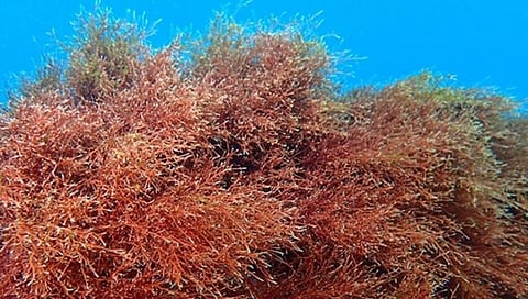 समुद्र शेवाळापासून बनतेय चॉकलेट, जेली, आइस्क्रीम