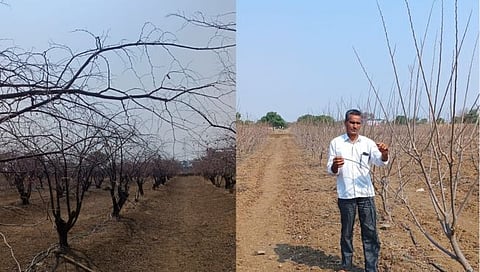 ४०० झाडांची फळबाग पाण्याअभावी होरपळली