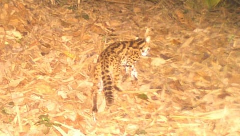पेंच व्याघ्र प्रकल्पात बिबट्या मांजराचे दर्शन