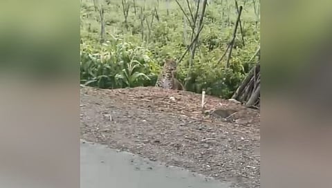 रोहकडी येथे बिबट्या मादी पिलांसह रस्ता पार करताना निदर्शनास आली.