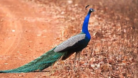 ताडोबा व्याघ्र प्रकल्पात आढळले 327 मोर; सर्वात जास्त मोर कोअर झोनमध्ये