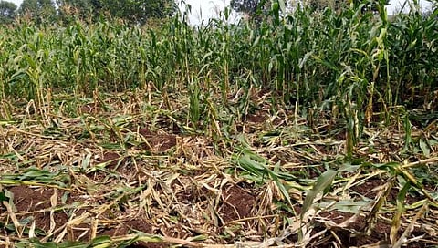 शिरगावातील शेतकऱ्याच्या मका पिकाचे वन्यप्राण्यांनी केलेले नुकसान.