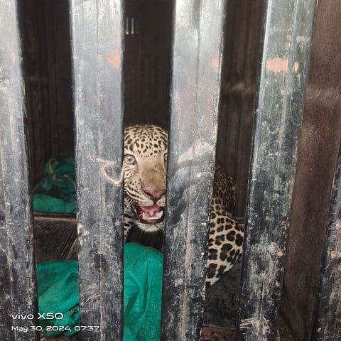 Leopard News | डावखरवाडी येथील पिंजऱ्यात बिबट्या जेरबंद