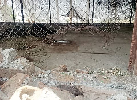 Leopard News : चक्क भिंत उकरून बिबट्याचा शेळ्यांवर हल्ला; दोन्ही शेळ्यांचा मृत्यू