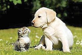 पाळीव प्राण्यांच्या नियमावलीसाठी पुढाकार; आरोग्य विभागाचे पत्र