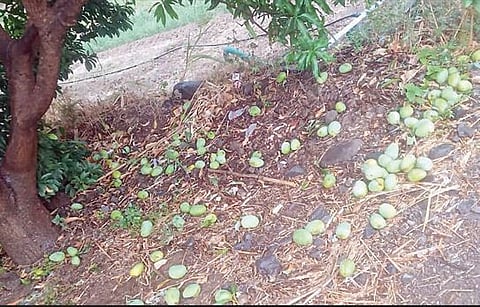 जिल्ह्यात अवकाळी पावसाचा तडाखा; आंब्याच्या बागांचे मोठे नुकसान