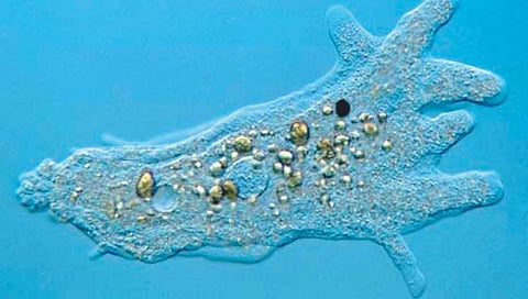 मेंदू कुरतडणार्या अमिबाने केरळमधील मुलीचा मृत्यू