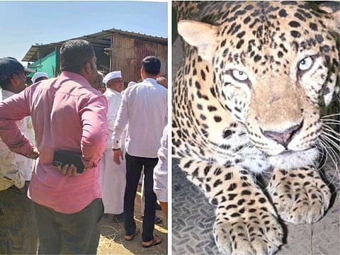 दुर्दैवी ! काळवाडीत बिबट्याच्या हल्ल्यात ८ वर्षाचा मुलगा ठार; नागरीक संतप्त