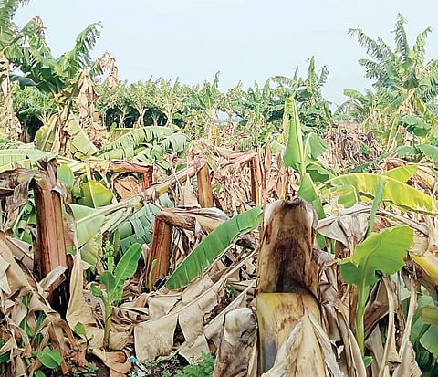 वादळाने 100 एकर केळीला फटका
