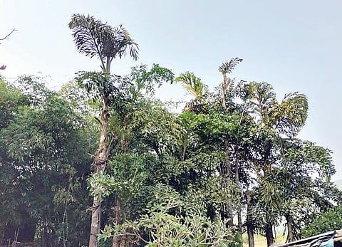 दापसरे-कुर्तवडीला माडासह वनौषधींचे वरदान; शिवकालीन ठेवा जतन