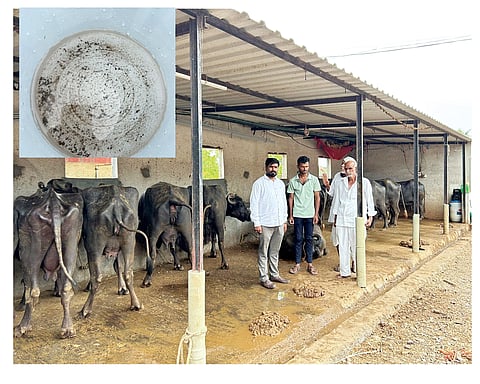 संतापजनक! जलवाहिनीत टाकले थायमेट : 12 म्हशींना विषबाधा