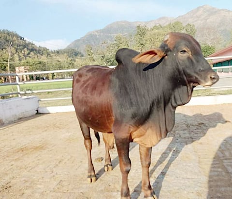 राज्यात लाल सिंधी गायींची वंशावळ सुधारणा होणार : कुलगुरू डॉ. प्रशांतकुमार पाटील