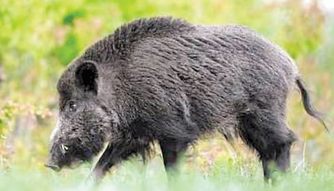 गर्भगिरीच्या डोंगररांगांत वन्य प्राण्यांचा मुक्त संचार!