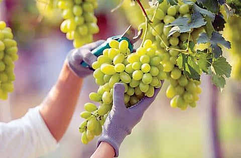 राज्यात ‘मनरेगा’तून फुलणार फळबागा : फलोत्पादन संचालकांच्या सूचना