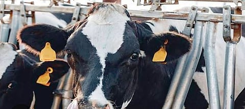 ईअर टॅगिंगची शनिवारपासून अंमलबजावणी; पशुसंवर्धन विभागाचा निर्णय