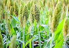 राज्यात उन्हाळी भात, ज्वारी, बाजरीचा सर्वाधिक पेरा..!