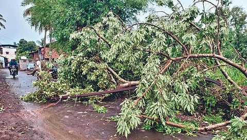 सांगली : शिराळा पश्चिम भागात मुसळधार; आष्टा-दुधगावात झाडे पडली
