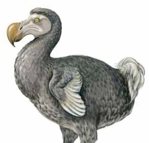 Global Extinction Species Day Special | ’डोडो’ पक्षी आता उरला फक्त चित्रात!