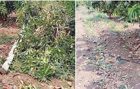 चक्रीवादळ अन् पावसाने चाकाटी परिसराला झोडपले..!