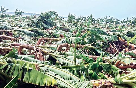 वादळी वार्याने केळीच्या बागा जमीनदोस्त; पंचनामे करून भरपाईची मागणी