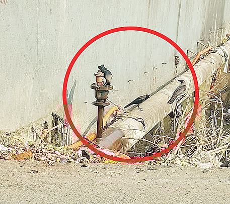 पक्ष्यांसाठी घरांच्या आवारात ठेवा पाणी; पक्षिप्रेमींचे नागरिकांना आवाहन