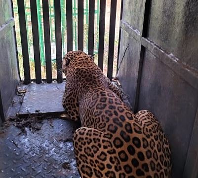Leopard News : अखेर लेंडेस्थळ येथे बिबट्या जेरबंद