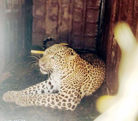 काळवाडीत बिबट्या जेरबंद; जुन्नर तालुका आपत्ती क्षेत्र जाहीर करा