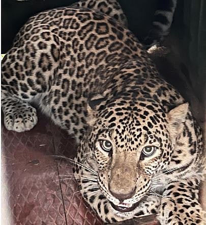 Leopard News : काळवाडी येथे बिबट्याला पकडण्यात अखेर यश