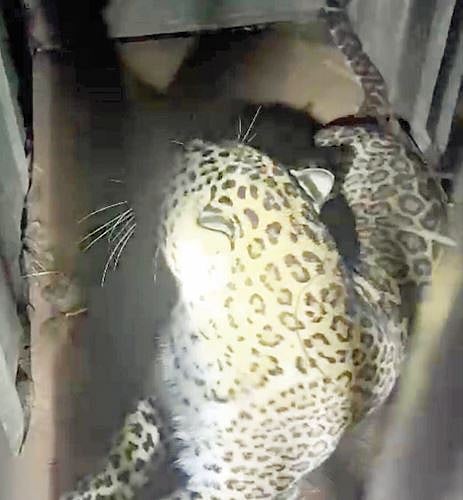 सात बिबटे पकडण्यात वन विभागाला यश; वनपरिक्षेत्र अधिकारी वैभव काकडे यांची माहिती