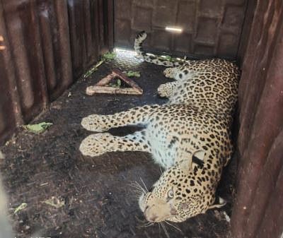 Leopard News | जुन्नरला चाळकवाडी वामनपट्टा येथे बिबट्या जेरबंद..