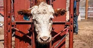 पशुधनाच्या ईअर टॅगिंगची काटेकोर अंमलबजावणी करा : डॉ. सुहास दिवसे यांचे आदेश