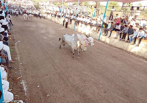 कळंबच्या यात्रेत 350 बैलगाडे धावले..!