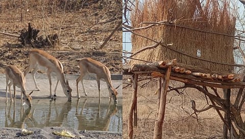 नान्नज माळढोक पक्षी अभयारण्य