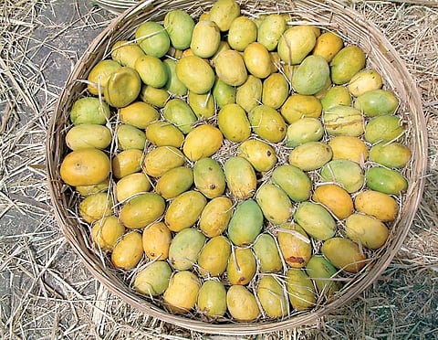 फळांचा राजा घेणार निरोप; ‘या’ कारणाने हंगाम 15 दिवस अगोदर संपणार