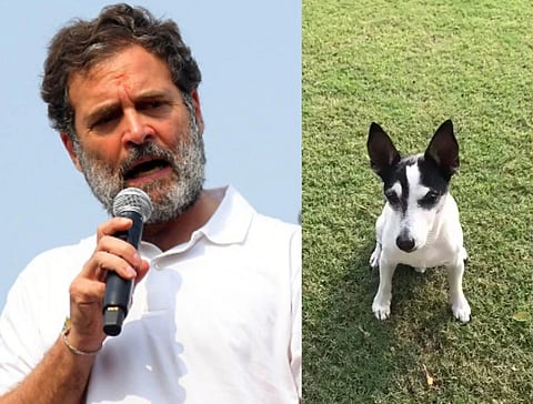 Rahul Gandhi : राहुल गांधींचा बेस्ट फ्रेंड ‘यासा’ची प्रकृती खालावली; सोशल मीडियावर सदिच्छांचा पाऊस
