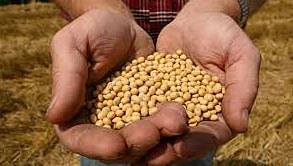 ‘सोयाबीनचे घरचे बियाणे वापरा’ मोहीम; विभागीय कृषी सहसंचालकांची माहिती