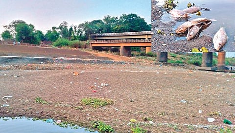 पंचगंगा कोरडी; नदीत मृत माशांचा खच