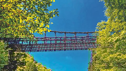 वेलींपासून बनवलेला पूल!