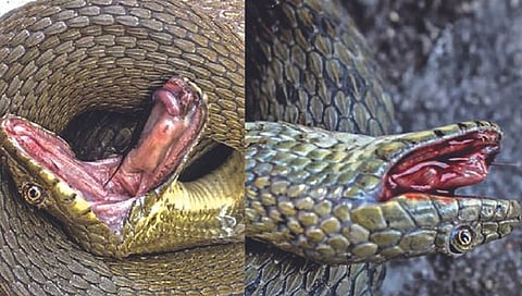 रक्त काढून मृत्यूचे नाटक करणारा साप
