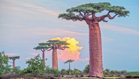 बाओबाब वृक्ष आजही एक रहस्यच!