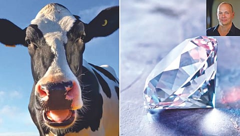 गायीची ढेकर, गॅसपासून बनवले जात आहेत हिरे!