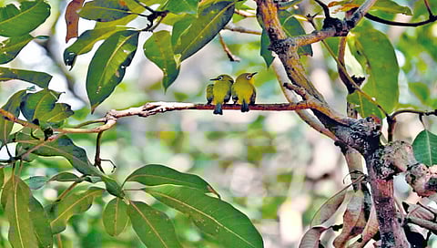 राधानगरी अभयारण्यात प्राणी गणना : 22 रानकोंबडे, 5 शेकरू, 71 गवे, 17 रानकुत्र्यांची नोंद