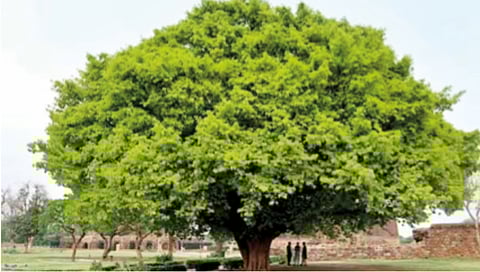 पर्यावरण : सावलीदार झाडे गेली कुठे?