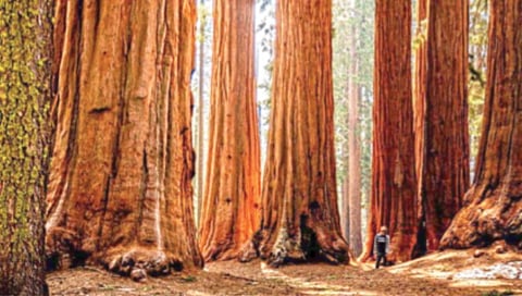 जगातील सर्वात उंच झाडांचे आता ब्रिटनमध्येही जंगल!