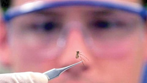 जिबुती देशात सोडले प्रयोगशाळेत विकसित केलेले डास