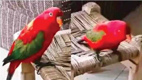 मालकिणीला पोपट म्हणतो, ‘मम्मी, चाय लाव..!’