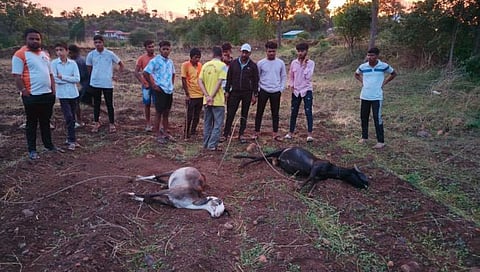 कोल्हापूर : कासारवाडीत विजेच्या धक्क्याने दोन मेंढ्या दगावल्या