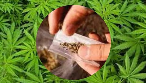 Tasgaon cannabis farming |